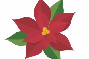 Poinsettia Sale