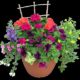 Plant Sale