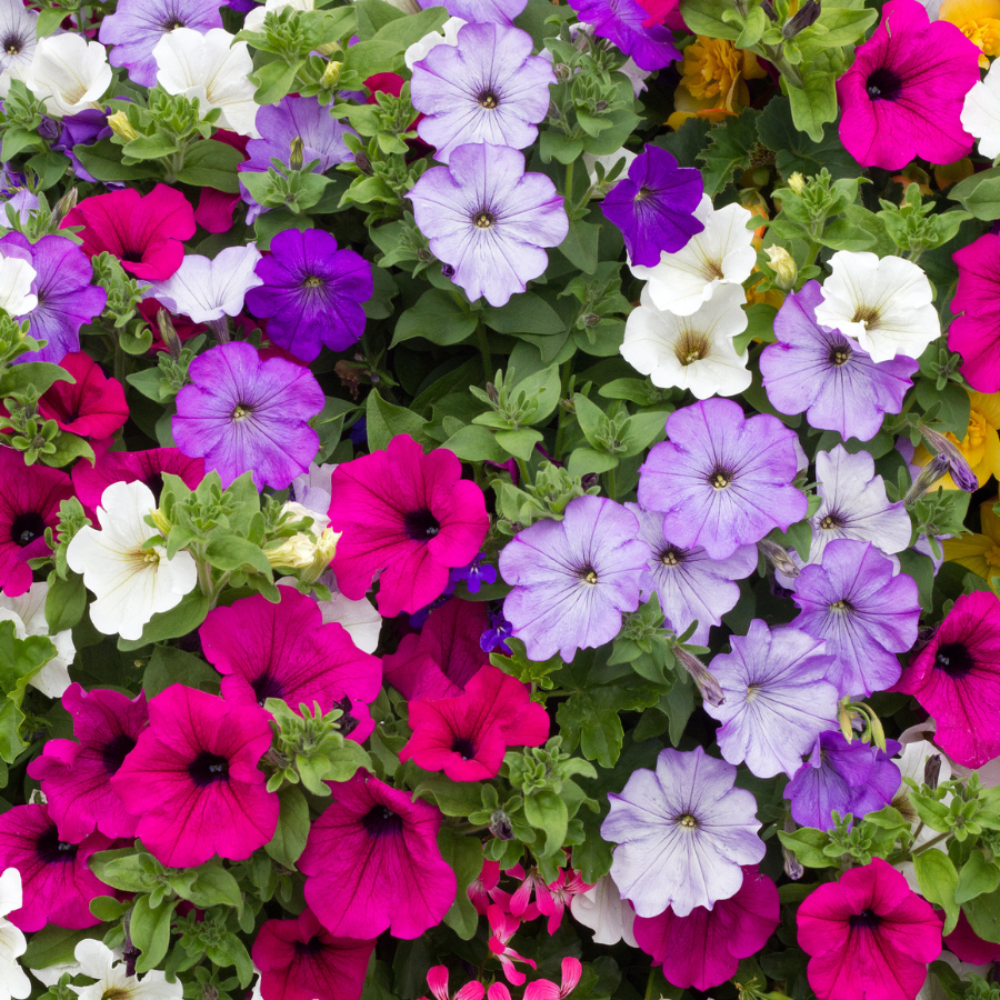 Plant Sale